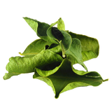Frontier Ginger Root Ground